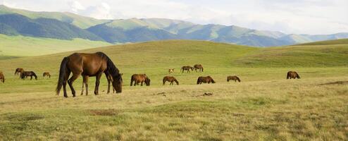 mandria di il kazakh cavallo, esso è alto nel montagne per vicino almaty foto