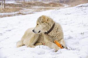 il cane mangia un' carota foto