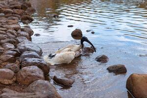 australiano ibis uccello è lavaggio nel il lago foto