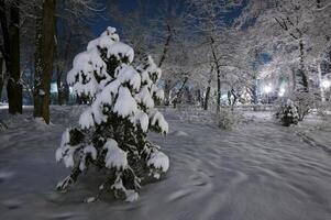 inverno città parco foto