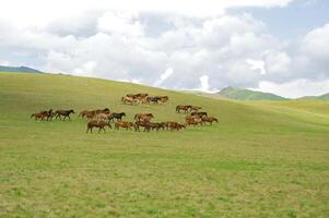 mandria di il kazakh cavallo, esso è alto nel montagne per vicino almaty foto