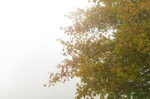 autunnale alberi su il tramonto in parco foto