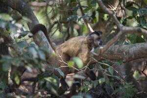 Marrone a strisce trapuntata cappuccino scimmia,pantanal,brasile foto