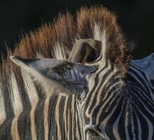 rosso fatturato oxpecker su zebra, kruger nazionale parco , Sud Africa. foto