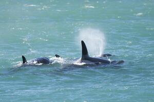 orca famiglia, patagonia argentina foto