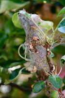 Mela peste falena bruchi yponomenta malinellus foto