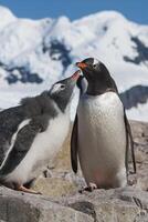 gentoo pinguino, pygoscelis papua,neko porto, Antartide penisola. foto