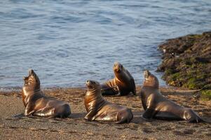 Sud americano mare Leone (otaria flavescens) femmina, penisola valdes ,chubut,patagonia, argentina foto