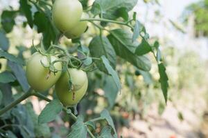 selettivamente messa a fuoco su giovane verde pomodori nel un' serra. orticoltura. verdure...morbide messa a fuoco foto