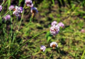 fioritura pianta. rosa e bianca armeria maritima 'alba' o mare parsimonia. armeria ballerina viola rosa foto