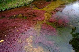 cano cristalli è un' fiume nel Colombia quello è collocato nel il sierra de la macarena, nel il Dipartimento di meta. esso è considerato di molti come il maggior parte bellissimo fiume nel il mondo foto