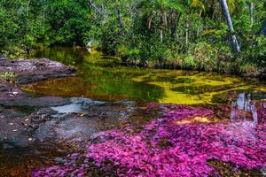 cano cristalli è un' fiume nel Colombia quello è collocato nel il sierra de la macarena, nel il Dipartimento di meta. esso è considerato di molti come il maggior parte bellissimo fiume nel il mondo foto