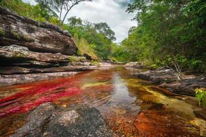 cano cristalli è un' fiume nel Colombia quello è collocato nel il sierra de la macarena, nel il Dipartimento di meta. esso è considerato di molti come il maggior parte bellissimo fiume nel il mondo foto