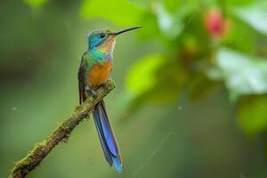 ai generato dalla coda viola silfide, aglaiocercus Celesti, dalla coda viola silfide, silfo celeste foto