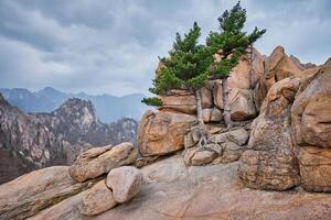 roccia con pino alberi nel seoraksan nazionale parco, Sud Corea foto
