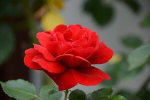 fiore foto,bellissima fiori immagini, fiore immagini sfondi, fiori fotografia foto