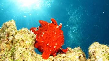 pesce rana antennarius. sorprendente subacqueo mondo, rana pesce marino creatura foto