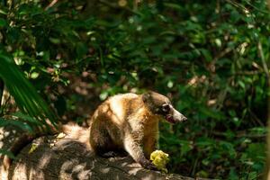 coati nel il messicano giungla di cancun foto