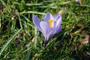 crochi vernus. il primo primavera messaggeri bioom. foto