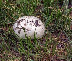 gigante golovach latino calvatia gigantea è un' specie di fungo a partire dal il genere golovach. bovista foto