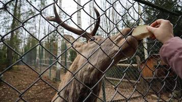 una donna nutre un cervo con le corna attraverso una recinzione in uno zoo. cervo mangia barbabietole da zucchero da una mano femminile. foto