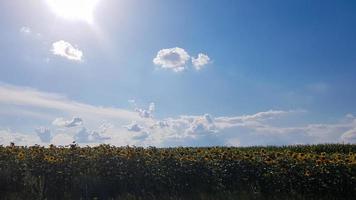 bellissimo paesaggio, campo di splendidi e luminosi girasoli giallo-oro, cielo azzurro e nuvole bianche sullo sfondo in una luminosa giornata di sole. foto di concetto di ecologia. settore agricolo.