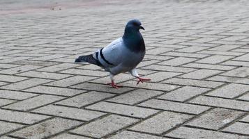 un piccione sulle lastre di pavimentazione. l'uccello selvatico sta camminando nella piazza. foto di una colomba grigia solitaria sullo sfondo di lastre per pavimentazione.