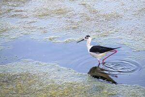 dalle ali nere trampolo himantopus himantopus nel Aveiro sale pentole Portogallo foto