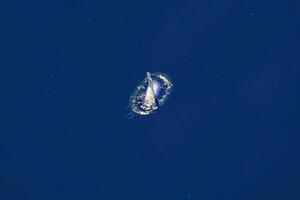 blu vela velella velella idrozoo Medusa galleggiante su mare superficie nel mediterraneo blu mare foto