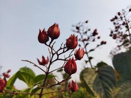 rosso fiori su un' pianta contro un' blu cielo foto