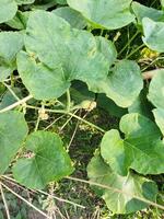 di mangiare zucca verdi, voi può ottenere sbarazzarsi di molti malattie Compreso diabete controllo, occhio i problemi. andiamo conoscere il benefici di dolce zucca verdura - pelle schiarimento zucca ricco nel vitamina un' e c foto