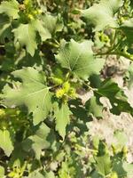 benefici di hagra albero hagra foglia succo è molto benefico per capelli i problemi. asciutto il le foglie di Questo haggar polvere e mescolare esso con 2 cucchiai di miele ogni notte e mangiare esso regolarmente, esso volontà beneficiare y foto