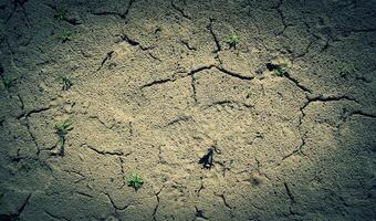 erba germogli rottura attraverso sterile terra struttura sfondo. natura conservazione azione foto