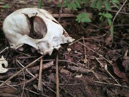 animale cranio nel il terra foto