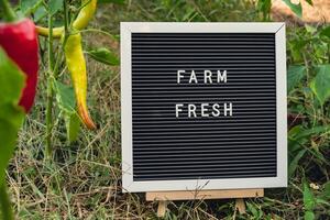 azienda agricola fresco Messaggio su sfondo di fresco eco-friendly bio cresciuto campana Pepe nel giardino. campagna cibo produzione concetto. localmente produrre raccolta. sostenibilità e responsabilità foto