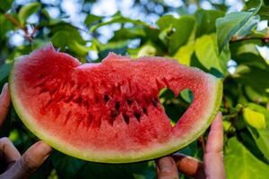 fresco succoso rosso anguria cuore sagomato fetta nel mani su sfondo di all'aperto giardino nel estate durante tramonto. concetto di amore felicità estate vacanze e vacanza. vita lenta semplice piaceri foto