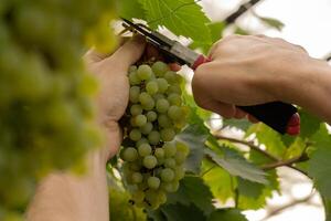 azienda agricola lavoratore raccolta verde uva nel all'aperto vigneti. concetto di salutare mangiare homegrown verdura frutta. di stagione campagna Villetta nucleo vita. enologo azienda agricola produrre foto