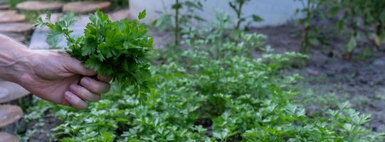 agricoltori mani raccogliere prezzemolo nel giardino Aperto aria. biologico casa giardinaggio e coltivazione di verdura erbe aromatiche concetto. localmente cresciuto fresco verdure foto