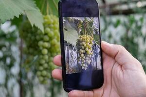 contadino utilizzando inteligente Telefono per monitoraggio proprietà di suolo nel giardino. inteligente giardinaggio agricoltura concetto. mobile applicazione per agricoltura e raccolta foto