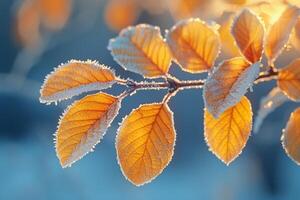 coperto di brina le foglie su un' vivace inverno mattina foto