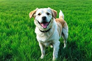 sorridente cane all'aperto campo contento foto