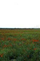 primavera i campi esso è logo-rosso un' papavero foto