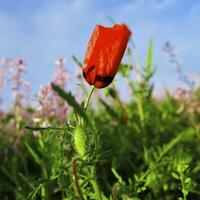 primavera i campi esso è logo-rosso un' papavero foto