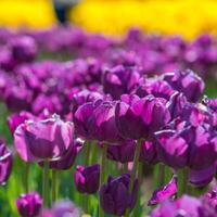 primavera fioritura, tulipano i campi nel pieno colore foto