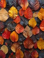 avvicinamento di multicolore autunno fogliame foto