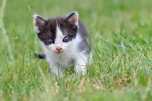 bellissimo piccolo gattino con blu occhi. foto