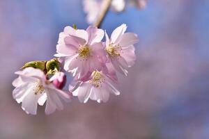 primavera - bellissimo fioritura giapponese ciliegia - sakura. sfondo con fiori su un' primavera giorno. foto