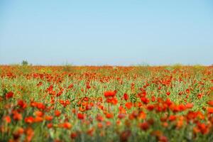 naturale fiore sfondo. sorprendente Visualizza di colorato rosso papavero fioritura. foto