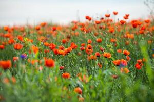 naturale fiore sfondo. sorprendente Visualizza di colorato rosso papavero fioritura. foto