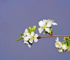 il ciliegia albero è nel fioritura foto